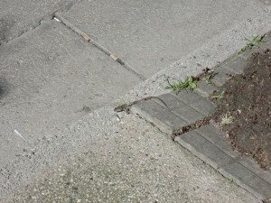 Ein kleiner Freund läuft uns über den Weg