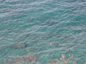 Ein Taucher im Hafenbecken