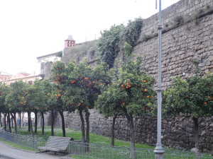 Orangenbäume, im Hintergrund die Stadtmauer