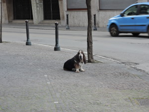 Ein sehr entspannter Hund