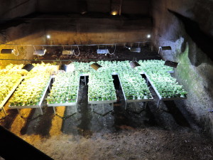 Anbau von Basilikum in 40m Tiefe